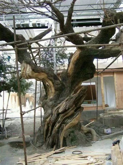 国产麻豆视频免费在线树生产厂家